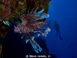 Invasive Lion Fish in San Salvador Island, Bahamas.
Olym... by Steve Jarocki, Jr. 